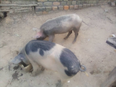 HUNDRED PIGLETS -YOUNG P CROSS BREED PIGS